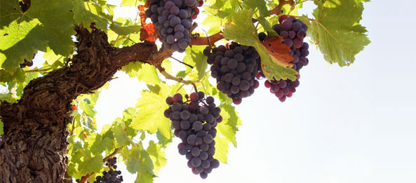 The Vine and the Branches