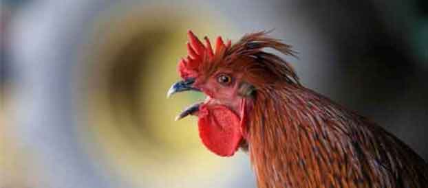 Then a Rooster Crowed